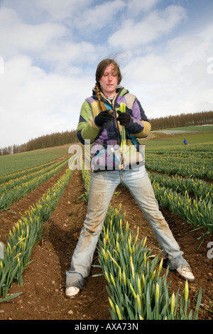 Commercial Daffodil picker, picking and harvesting daffodil blooms at Scottish Farm, Montrose Basin, Aberdeenshire, Scotland UK Stock Photo