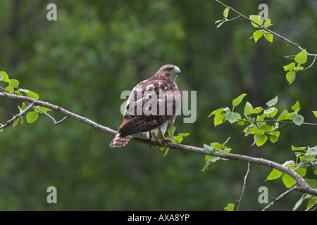 Red-tailed Hawk Buteo jamaicensis on tree branch in the rain showing back view with head turned towards camera Stock Photo