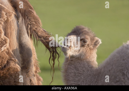Young Bactrian Camel Stock Photo