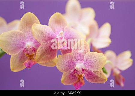 A close up of pale lilac and lemon coloured Moth Orchid flowers (Phalaenopsis) against a purple background Stock Photo