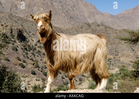 Goat near the village of Hadash in the mountains of Jebel Akhdar in Oman. Stock Photo