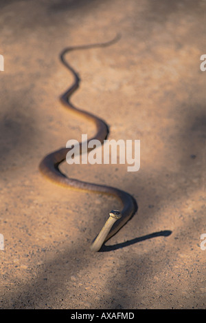 Slaty-grey Snake - Stock Image - F031/4729 - Science Photo Library