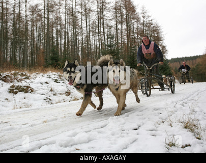 Husky racing in snow at Fetteresso Forest near Stonehaven ...