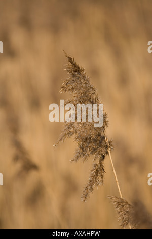 Common (Phragmites) Reed Stock Photo