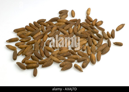 Dried Pine Nuts chilgoza Stock Photo