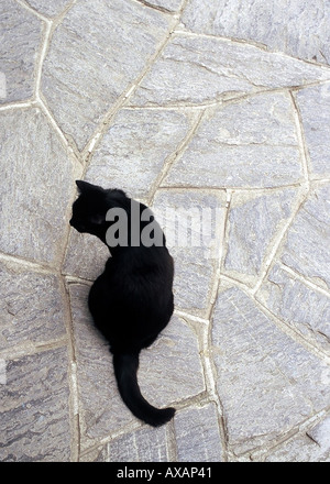 NMB74443 One single lonely animal black cat sitting on stone floor Stock Photo