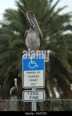 Juvenile Brown Pelican Pelecanus occidentalis perched on Parking Sign Florida USA Stock Photo