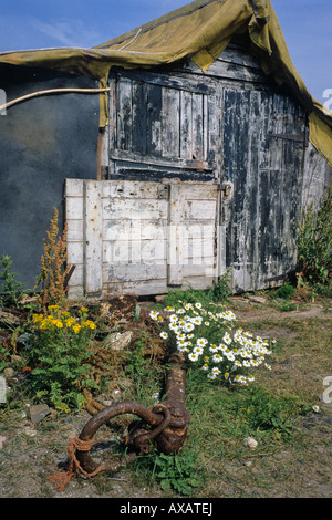 Shed made from upturned boat, Holy Island, Lindisfarne Northumberland, England. Patch of daisies and an old rusting anchor in the foreground Stock Photo