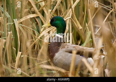 Adult male Mallard duck (Anas platyrhynchos) in reed bed in Spring. Sussex, UK Stock Photo