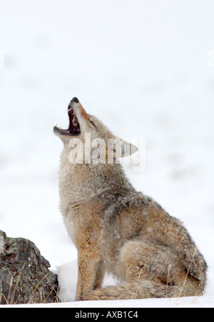 Coyote howling Stock Photo