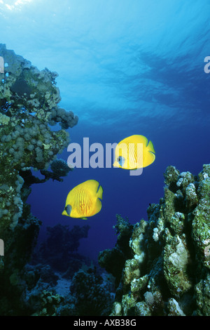 two masked butterflyfishes swimming through coral reef Stock Photo