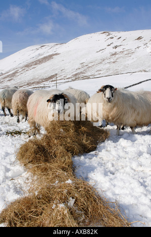 kendal Rough Fell ewes eating winter provisions in snow Stock Photo