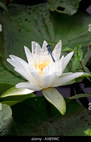 Dragon fly resting on colorful waterlily. Stock Photo