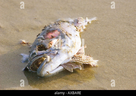 Insect In Rotten Fish Rotten fish head Stock Photo - Alamy