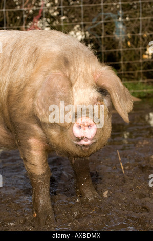 Glouster Old Spot free range pig in mud Cumbria Stock Photo