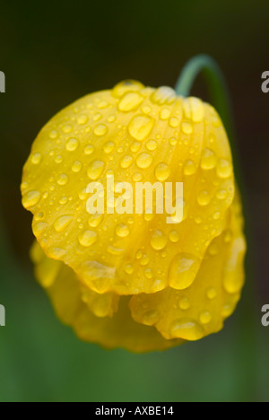 Yellow poppy flower covered in water droplets Stock Photo