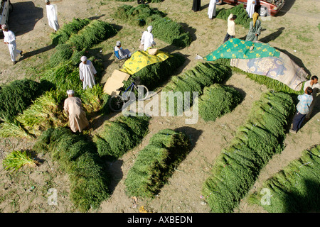 Fodder for sale in the outdoor souk in Nizwa in the Sultanate of Oman. Stock Photo
