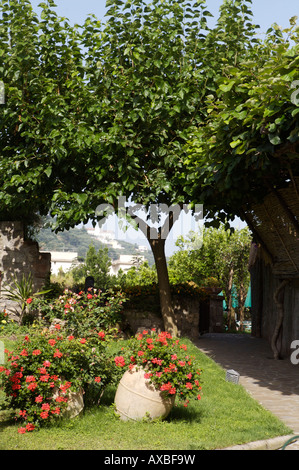 A garden in Sorrento, on the Italian Riviera in Italy with a tree and flowers in bloom Stock Photo