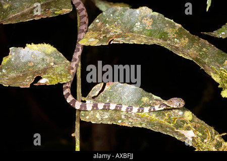 Big headed snail eating snake (Dipsas indica) Stock Photo