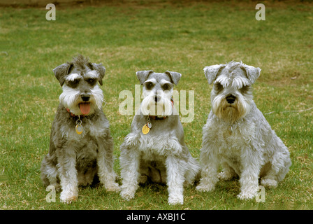 Three Miniature Schnauzer dogs sitting together on grass Stock Photo