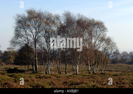 Silver Birch trees on Bickerton Hill heathland Cheshire England UK Stock Photo