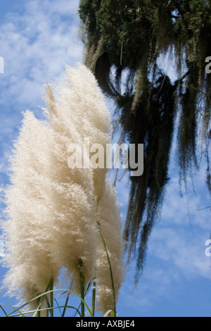 Pampas grass against sky Stock Photo