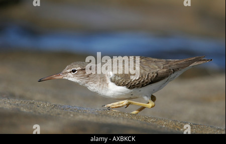 A spotted sandpiper hunts insects on the beach in La Jolla, California, USA. Stock Photo