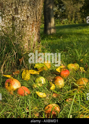 windfall apples on the ground under an apple tree Stock Photo