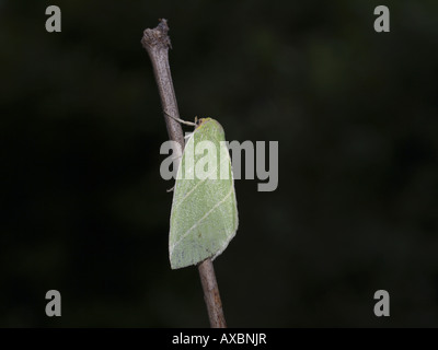 Scarce Silver-lines (Bena bicolorana), on twig Stock Photo