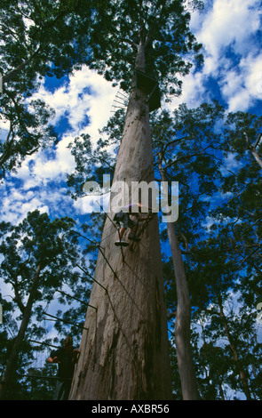 Tree climbers scale Dave Evans Bicentennial Tree in glorious Warren National Park near Pemberton Western Australia Stock Photo