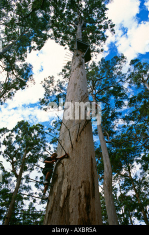 Tree climbers scale Dave Evans Bicentennial Tree in glorious Warren National Park near Pemberton Western Australia Stock Photo