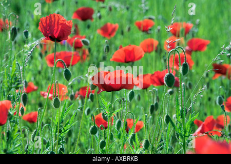 The poppy field near Olsztyn, Mazury lake district, Poland Stock Photo