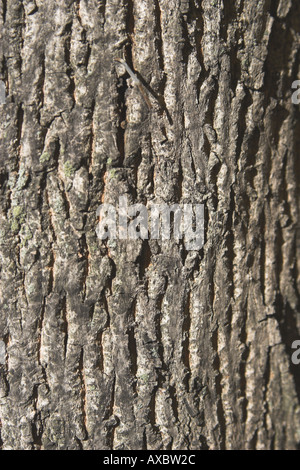 close up of bark on maple tree Stock Photo