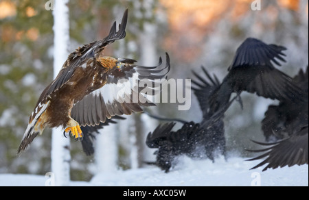 golden eagle (Aquila chrysaetos), chasing away crows from prey, Finland Stock Photo