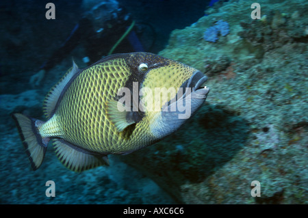 titan triggerfish swiming quickly Stock Photo