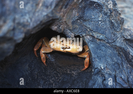 close up of land crab hidden in hole Stock Photo