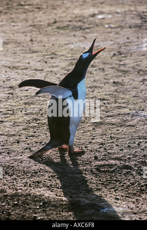 Gentoo penguin calling Stock Photo