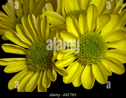 Yellow Chrysanthemums Stock Photo