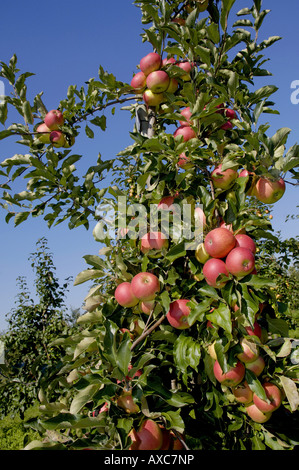 apple tree (Malus domestica 'Pitty', Malus domestica Pitty), apples at a tree, Germany Stock Photo