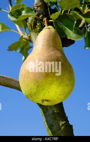 common pear (Pyrus communis 'Concorde', Pyrus communis Concorde), pear at a tree, Germany Stock Photo