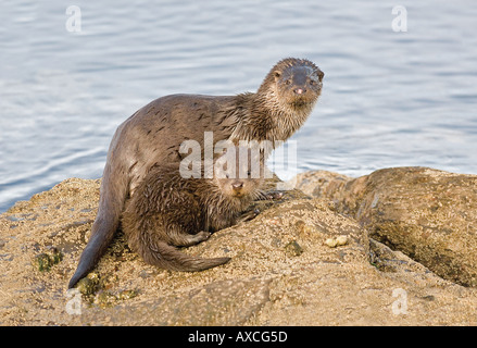 OTTER  AND CUB standing on rock. Scotland. Stock Photo