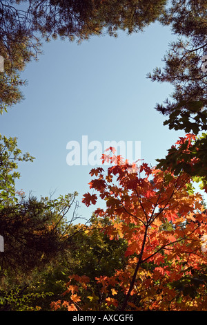 Frame with autumn leaves with empty space to fill in with content ...