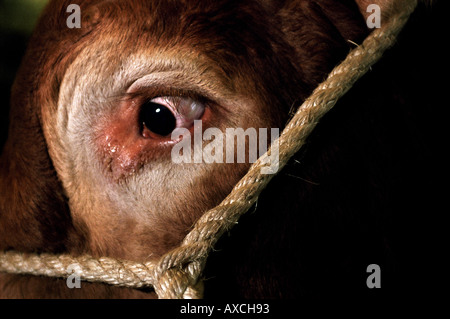 CLOSE UP DETAIL OF THE EYE OF A LIMOUSIN BULL AT THE ROYAL BATH AND WEST SHOW NEAR SHEPTON MALLET IN SOMERSET UK Stock Photo