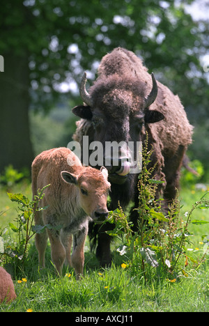 NORTH AMERICAN BISON A MAY CALF WITH ITS MOTHER ON A FARM IN WILTSHIRE UK Stock Photo