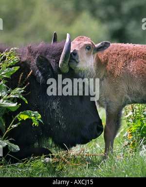 NORTH AMERICAN BISON A MAY CALF WITH ITS MOTHER ON A FARM IN WILTSHIRE UK Stock Photo