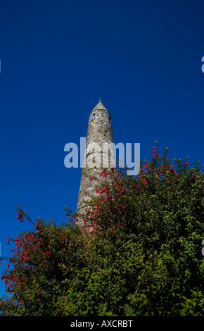 5th Century Round Tower partly hidden by Fuschia at St Declan's Monastic Site, Ardmore, County Waterford, Ireland Stock Photo