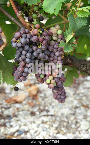 Unripe grapes. Veraison, grape colouring. Chateau de France, Pessac Leognan, Graves, Bordeaux, France Stock Photo