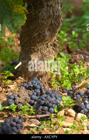 Green harvested grapes dumped on the ground. Bunches of ripe grapes. Pinot Noir. Beaune, Cote d'Or, Burgundy, France Stock Photo