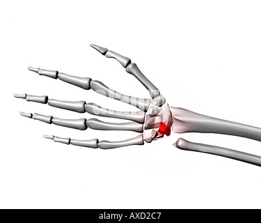 Human Skeleton Lunate bone Anatomy 3D Illustration Stock Photo - Alamy