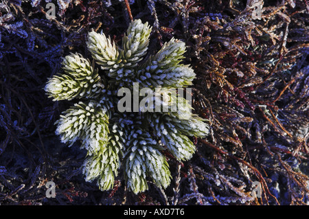Frost on Fir Clubmoss, Huperzia selago, Cairngorms National Park. Stock Photo